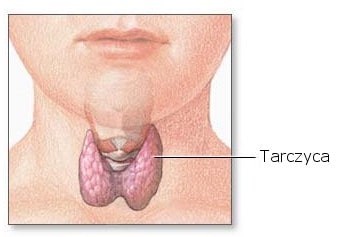 Tarczyca - umiejscowienie na szyi